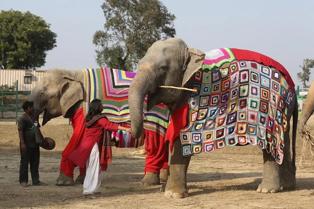 Tejiendo jerseys para los elefantes en la India