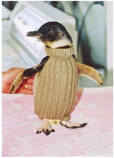Jerseys para los pingüinos