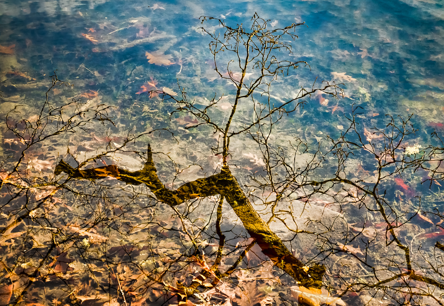 Ward Pond Reflection
