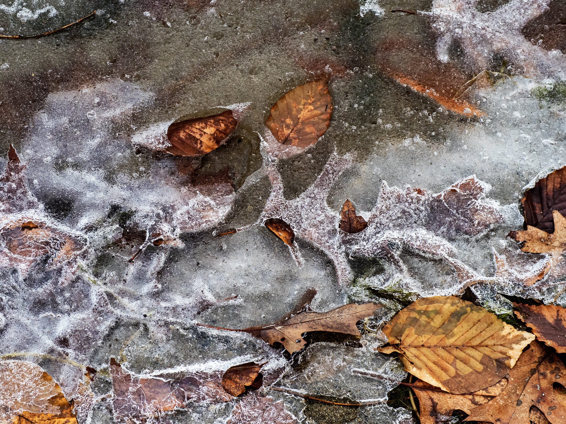 Ice and Leaves