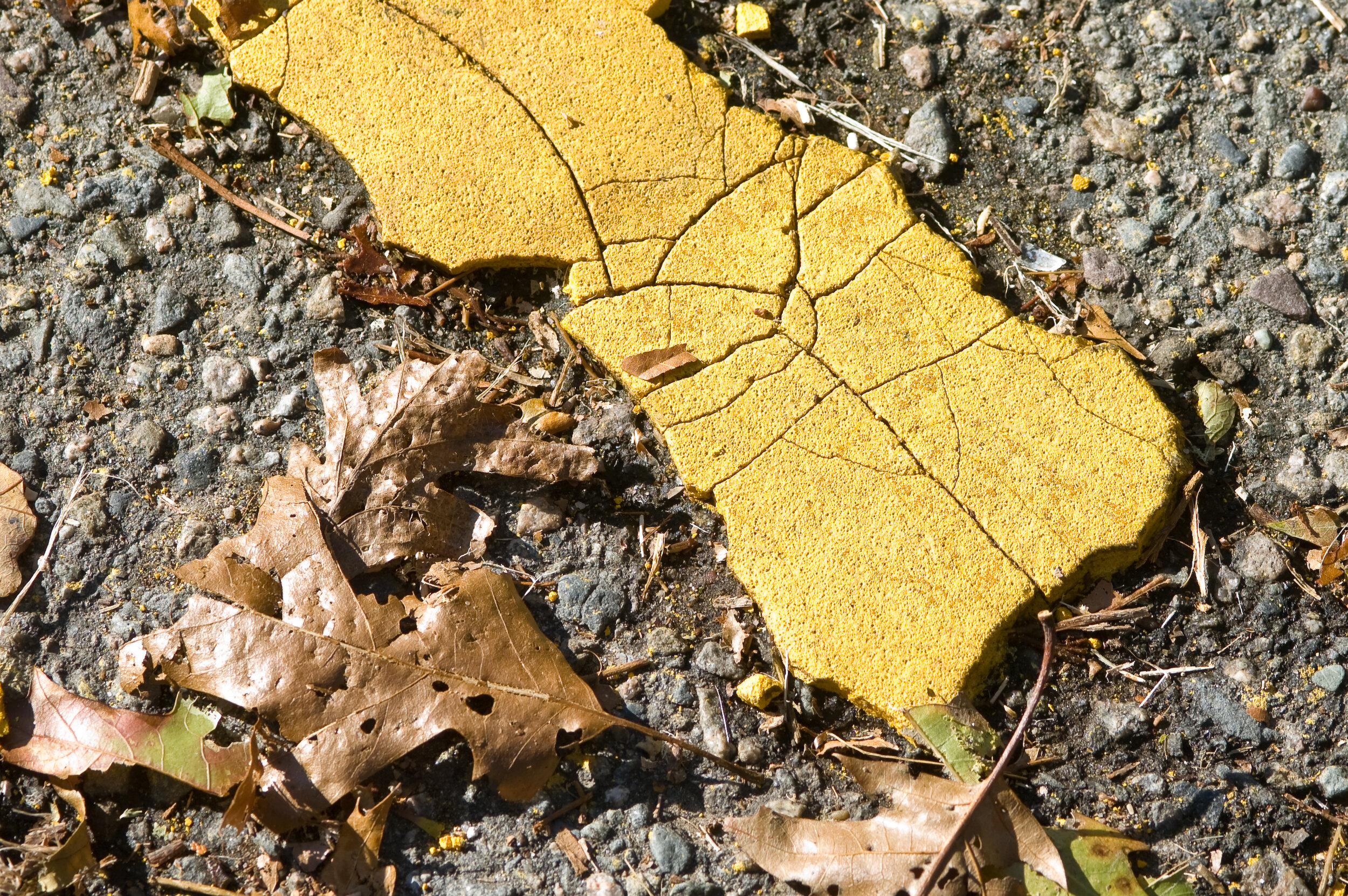 Yellow Line with Leaf