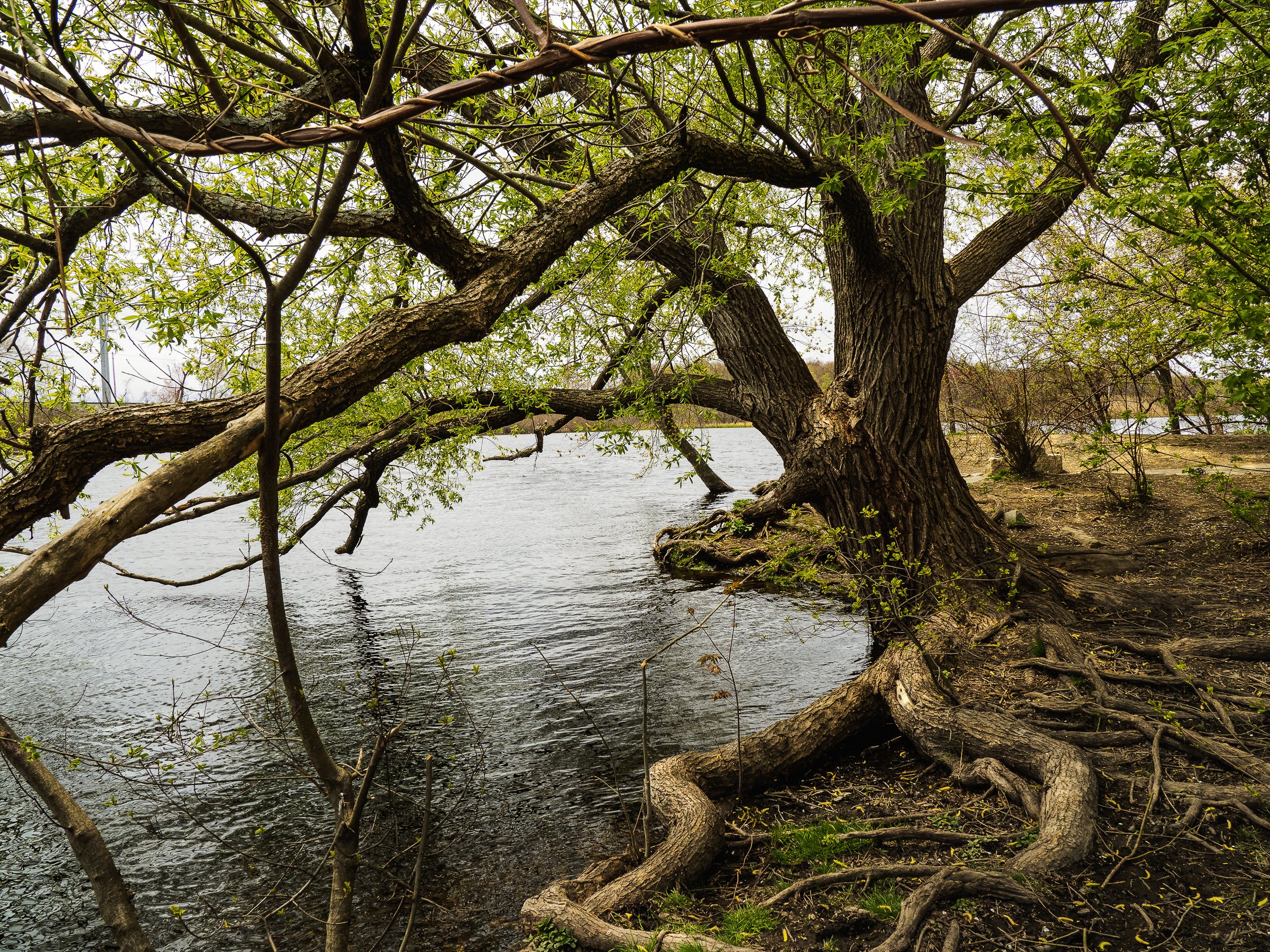 Willow on the Charles River