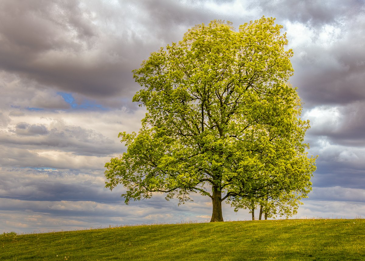 TREES: FROM A DISTANCE