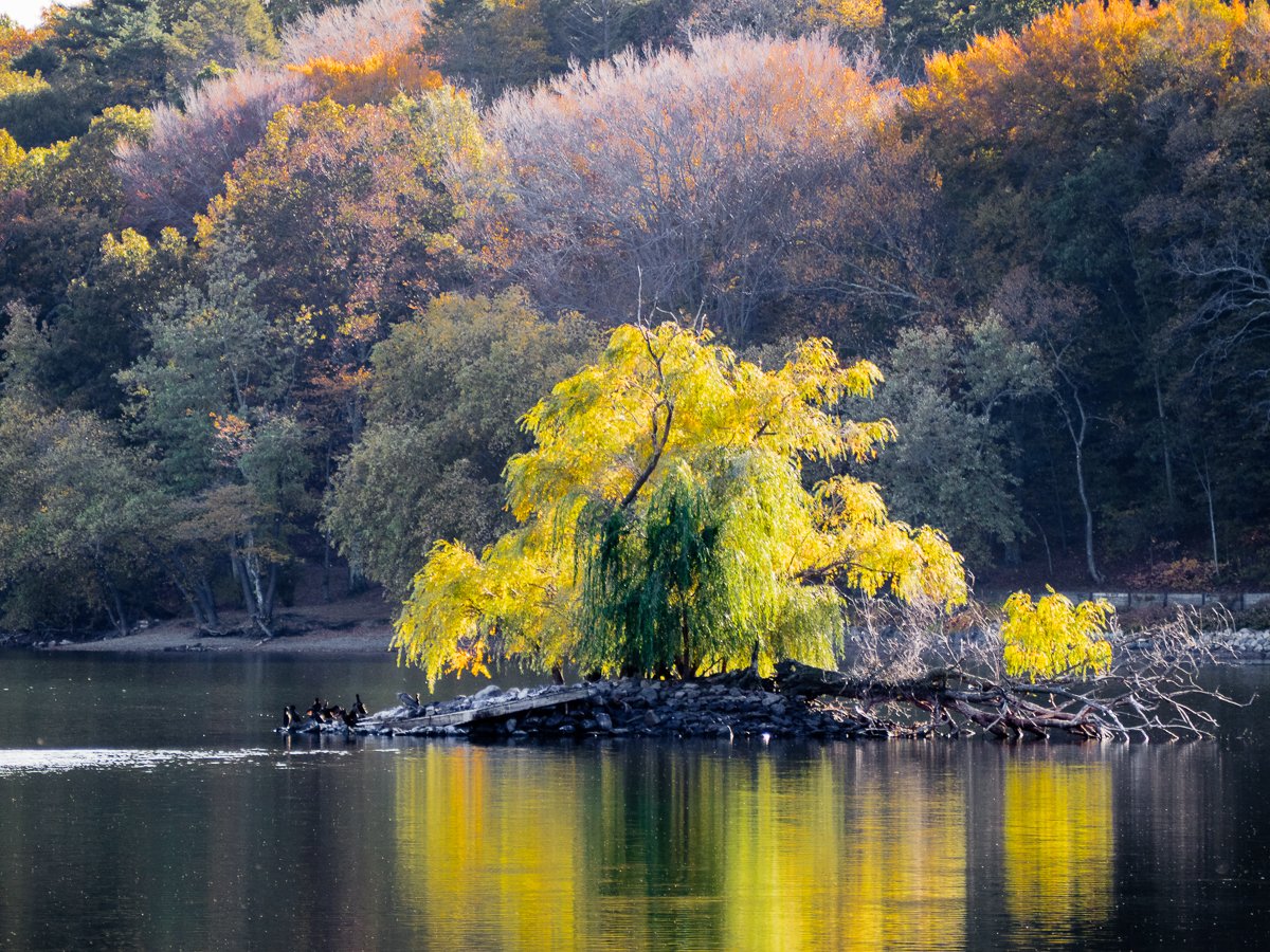 ISLAND IN THE POND