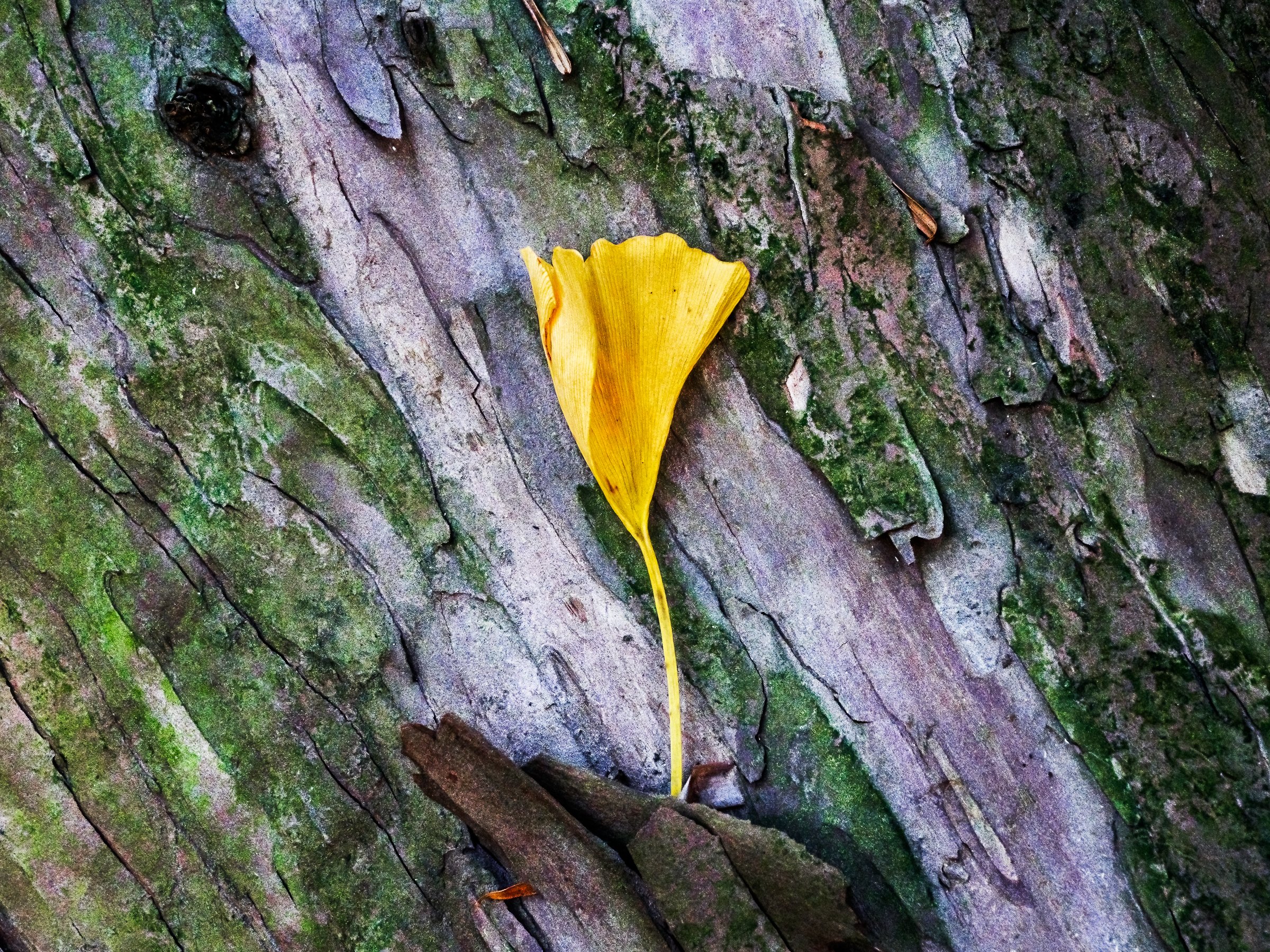 Ginkgo Leaf on Yew Tree