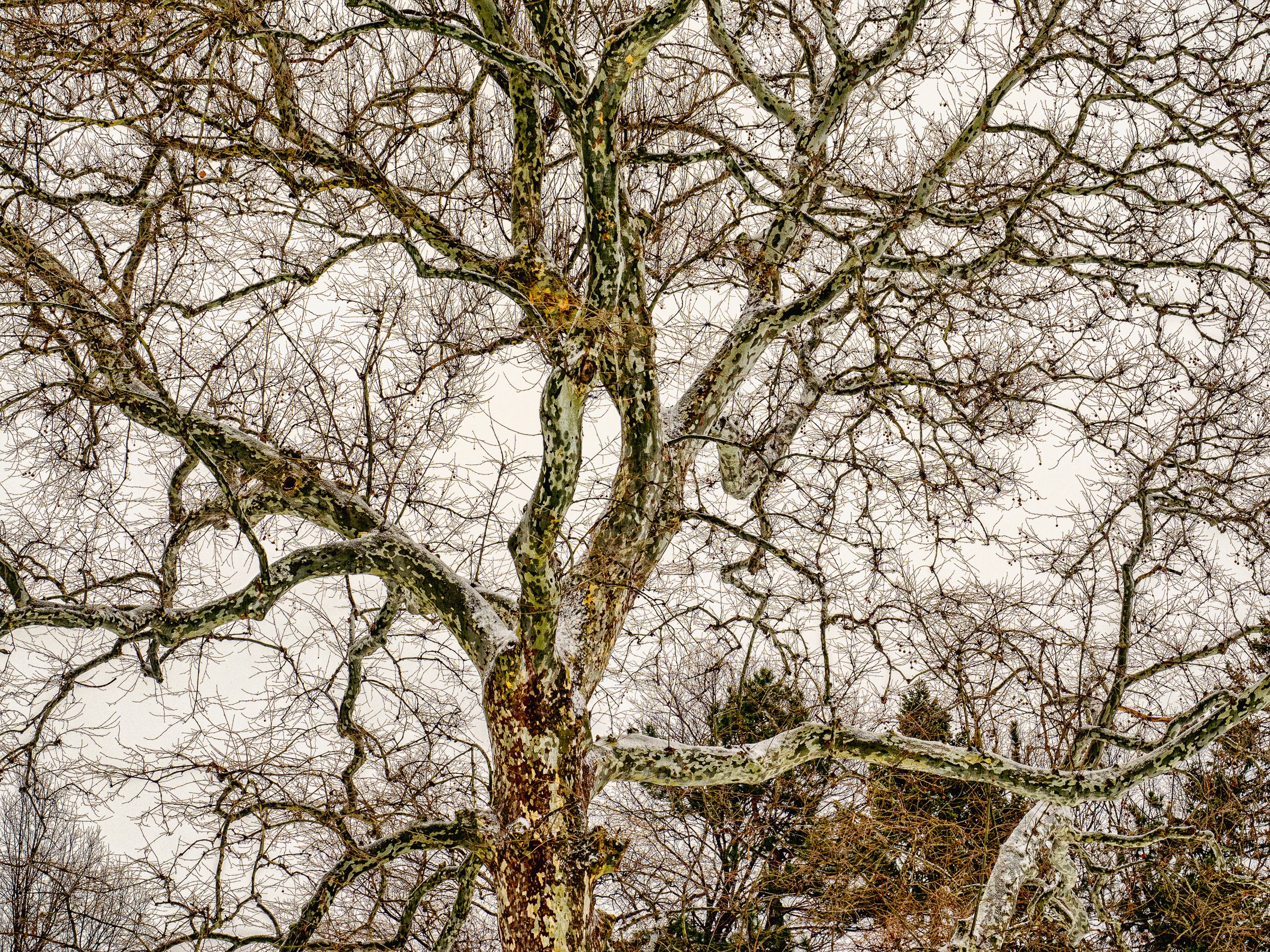 TREES FROM A DISTANCE