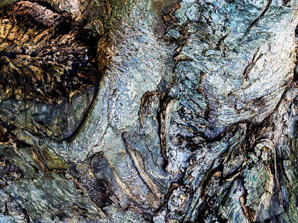 Roots