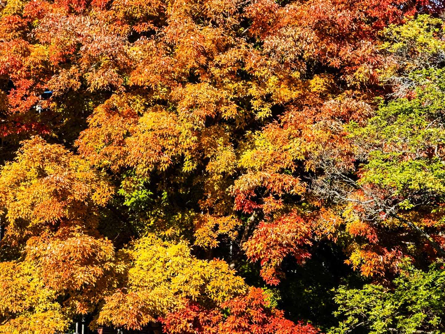 Color Overload