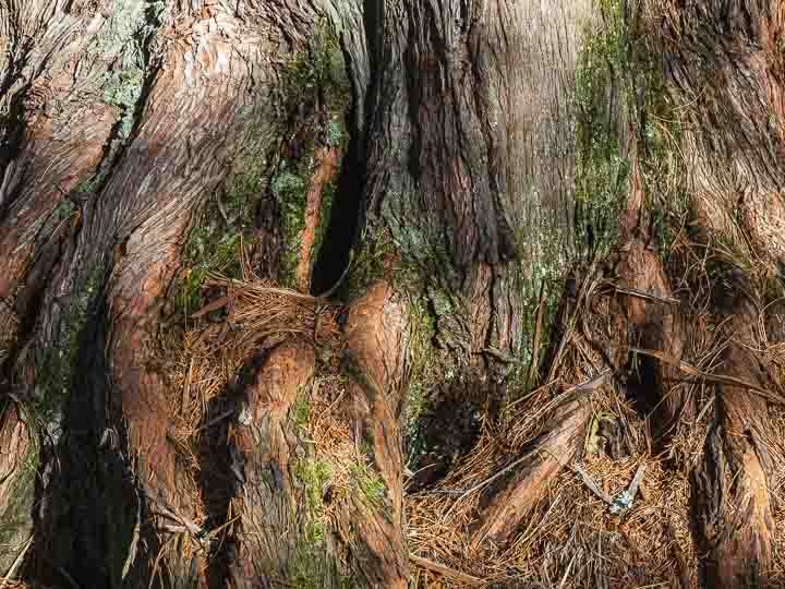 More than roots