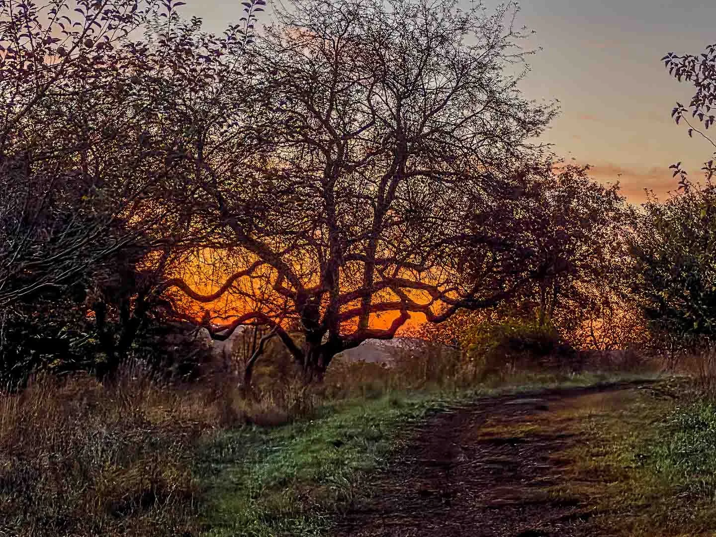 TREES FROM A DISTANCE