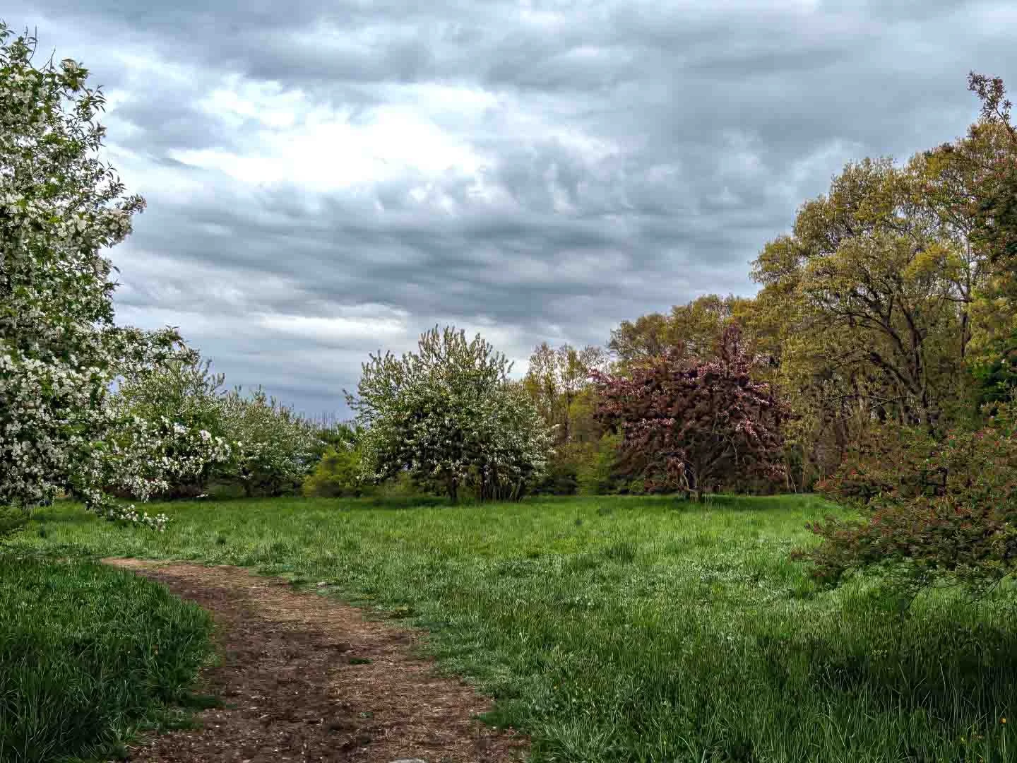 Orchard