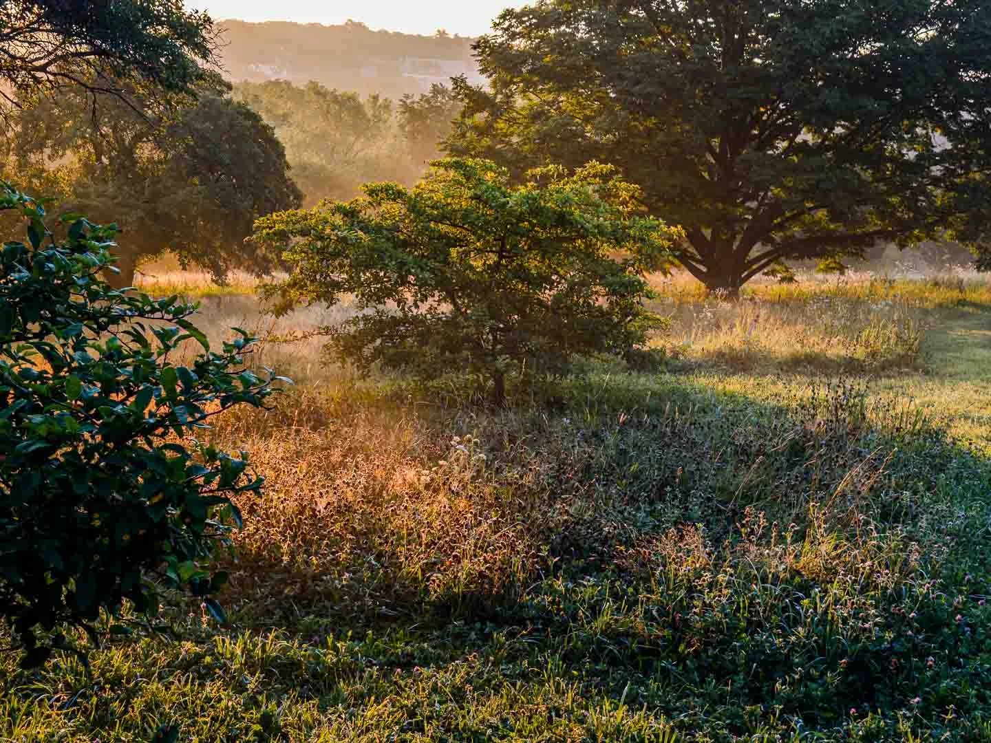 Peters Hill Meadow