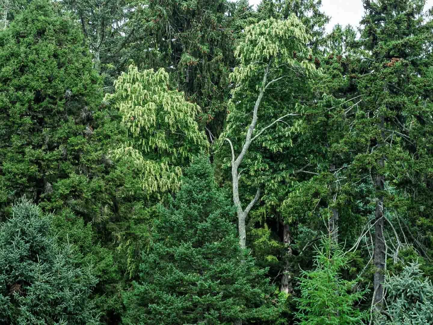 Forest for the Trees