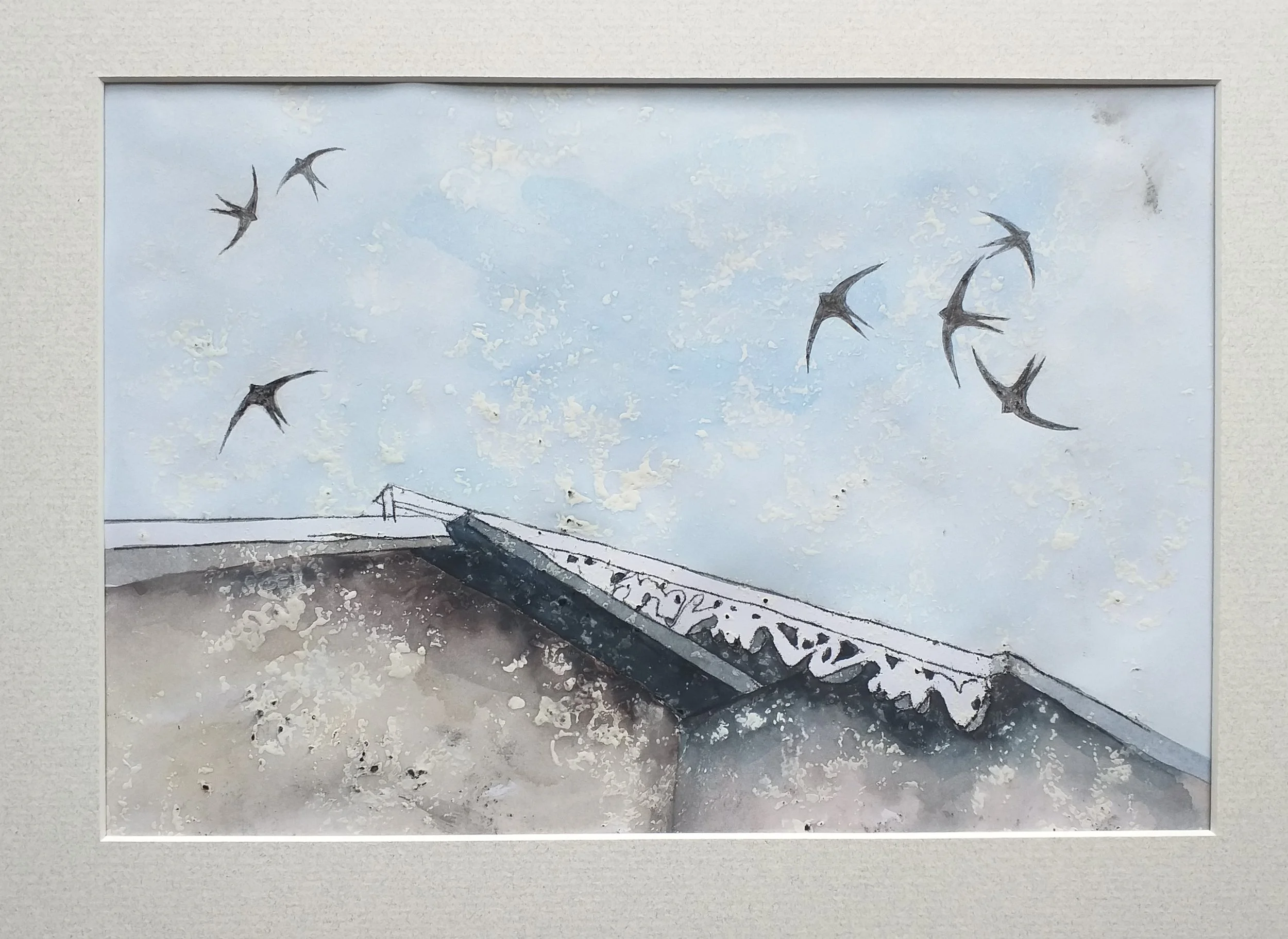 Swifts screeching in Scotland.jpg