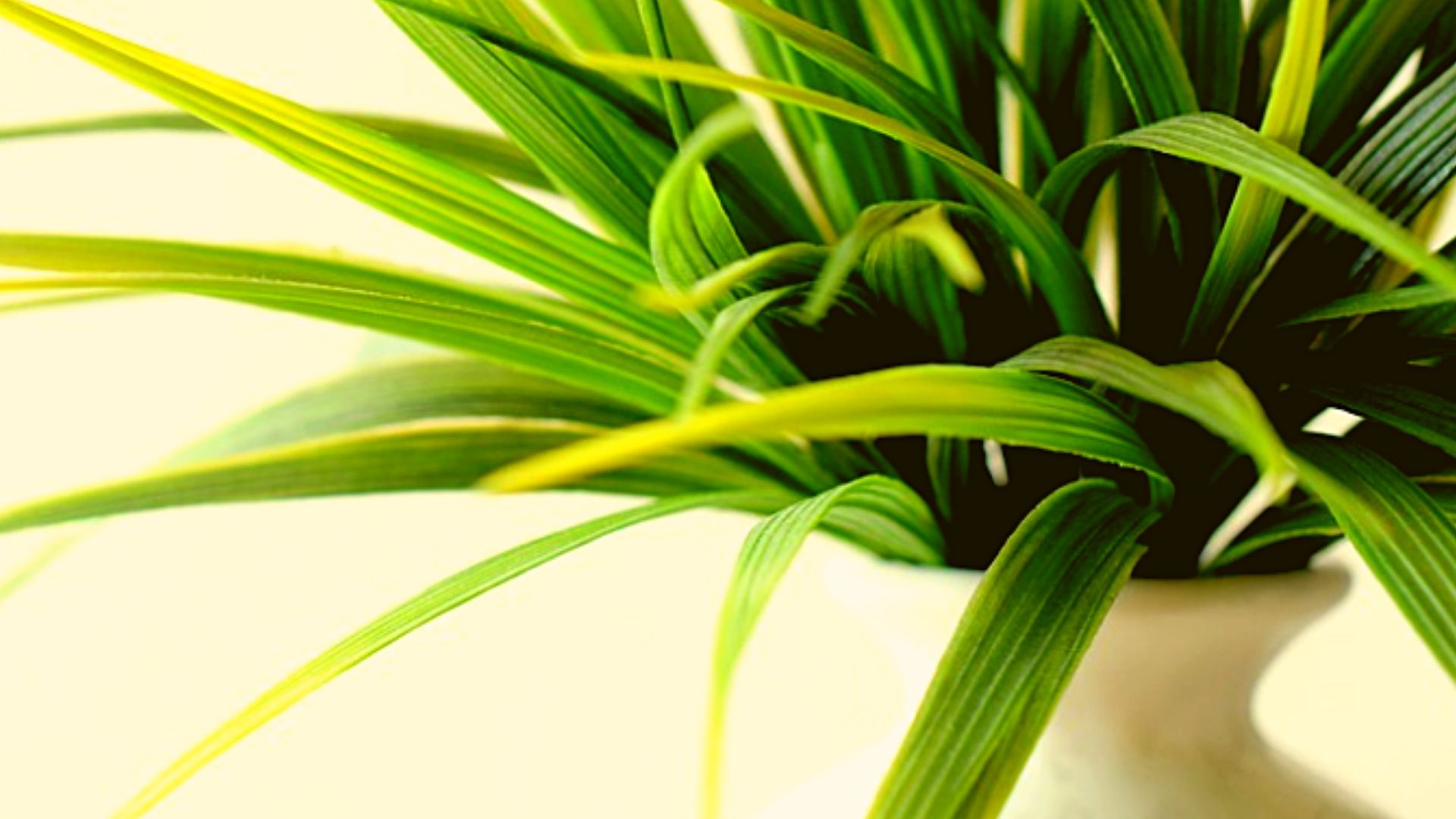 wallpapers Shower Plants For Health best bathroom plants that can improve