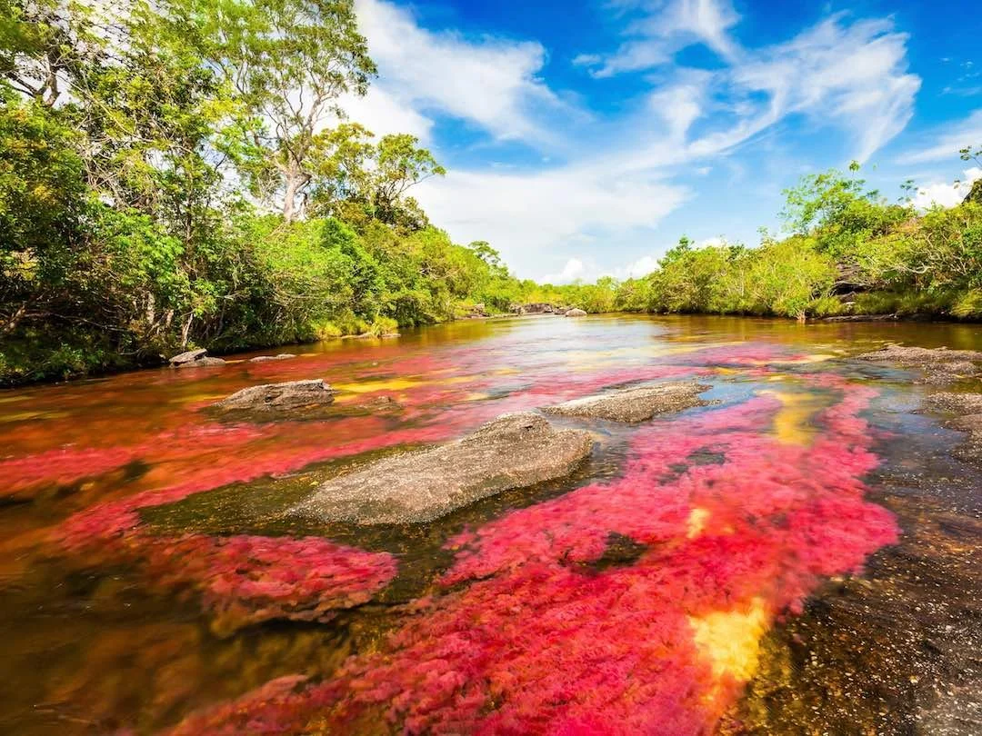 A river flowing through a lush green forest with colorful red, pink, and yellow algae or moss on rocks in the water, under a partly cloudy blue sky.