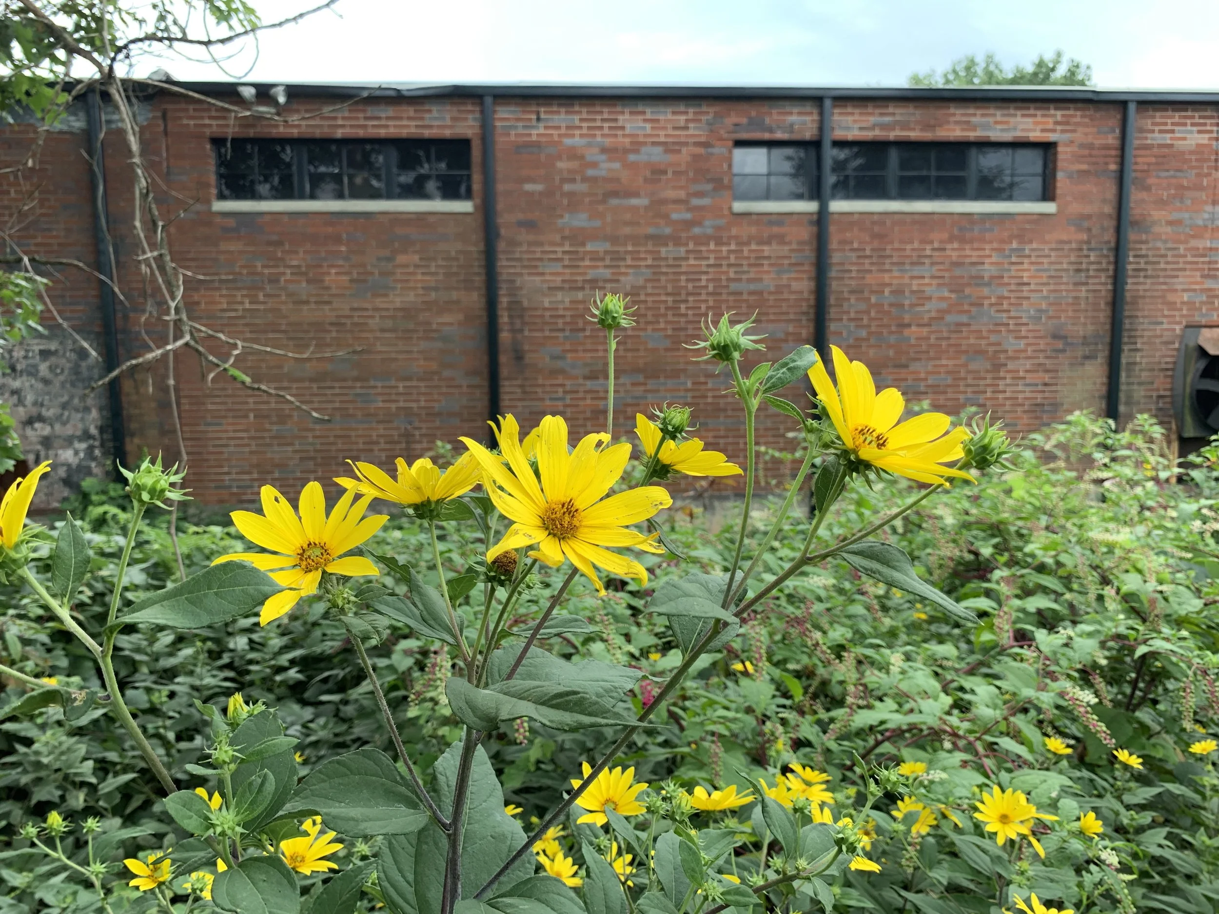 Wildflower-Building.jpg