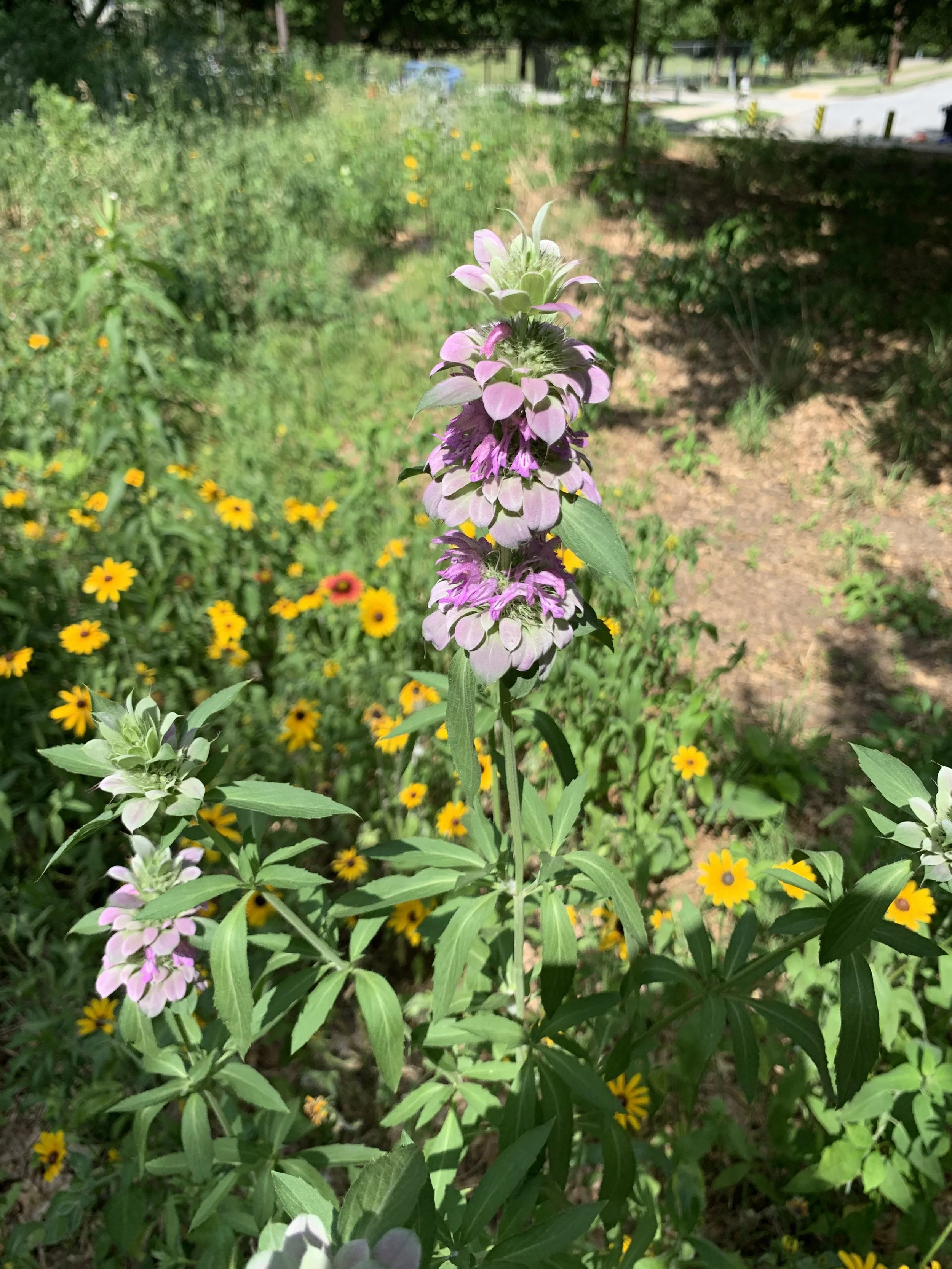 Bee Balm.jpg