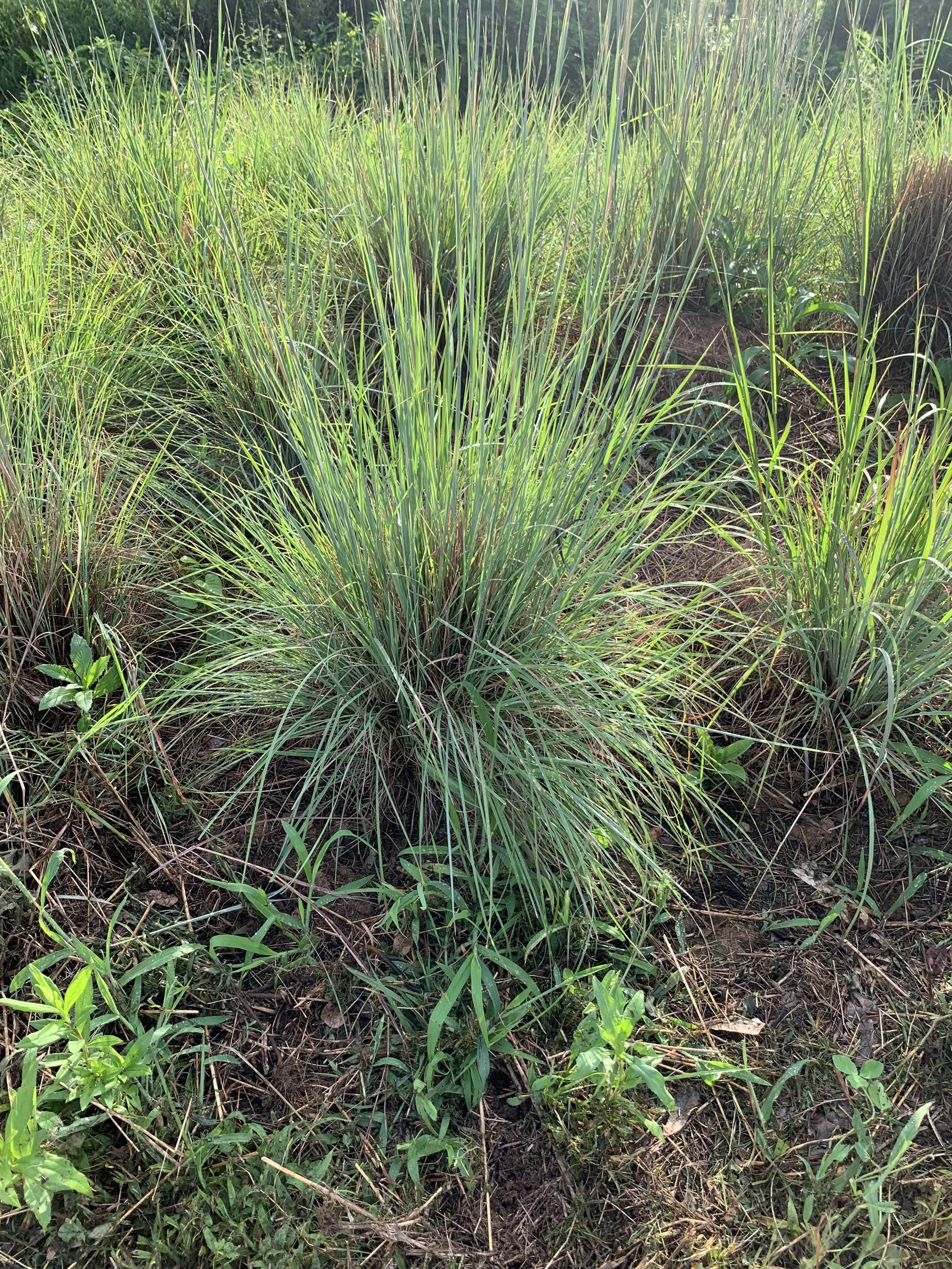 Little Blue stem 'stnading ovation'.jpg