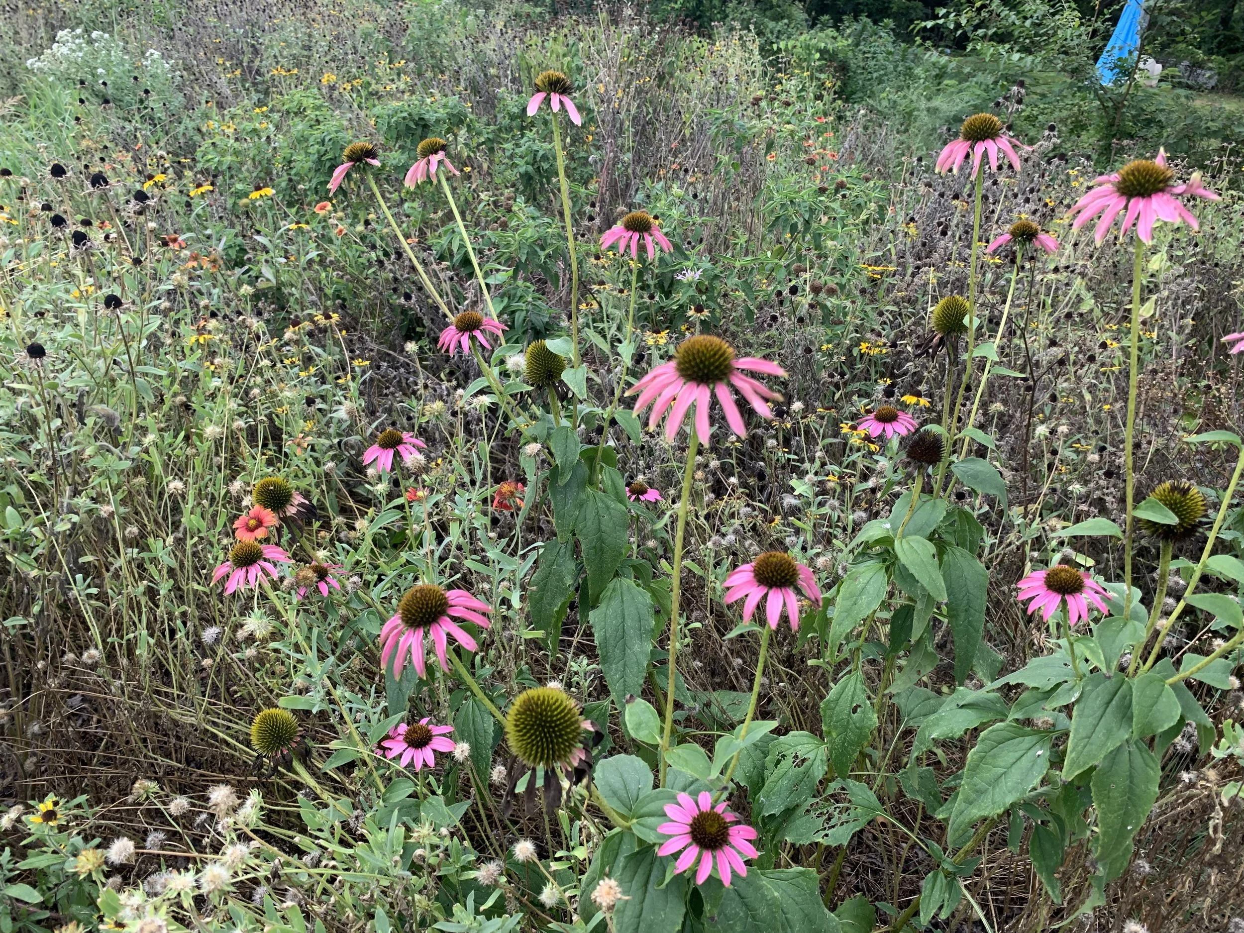 Purple cone flower.jpg