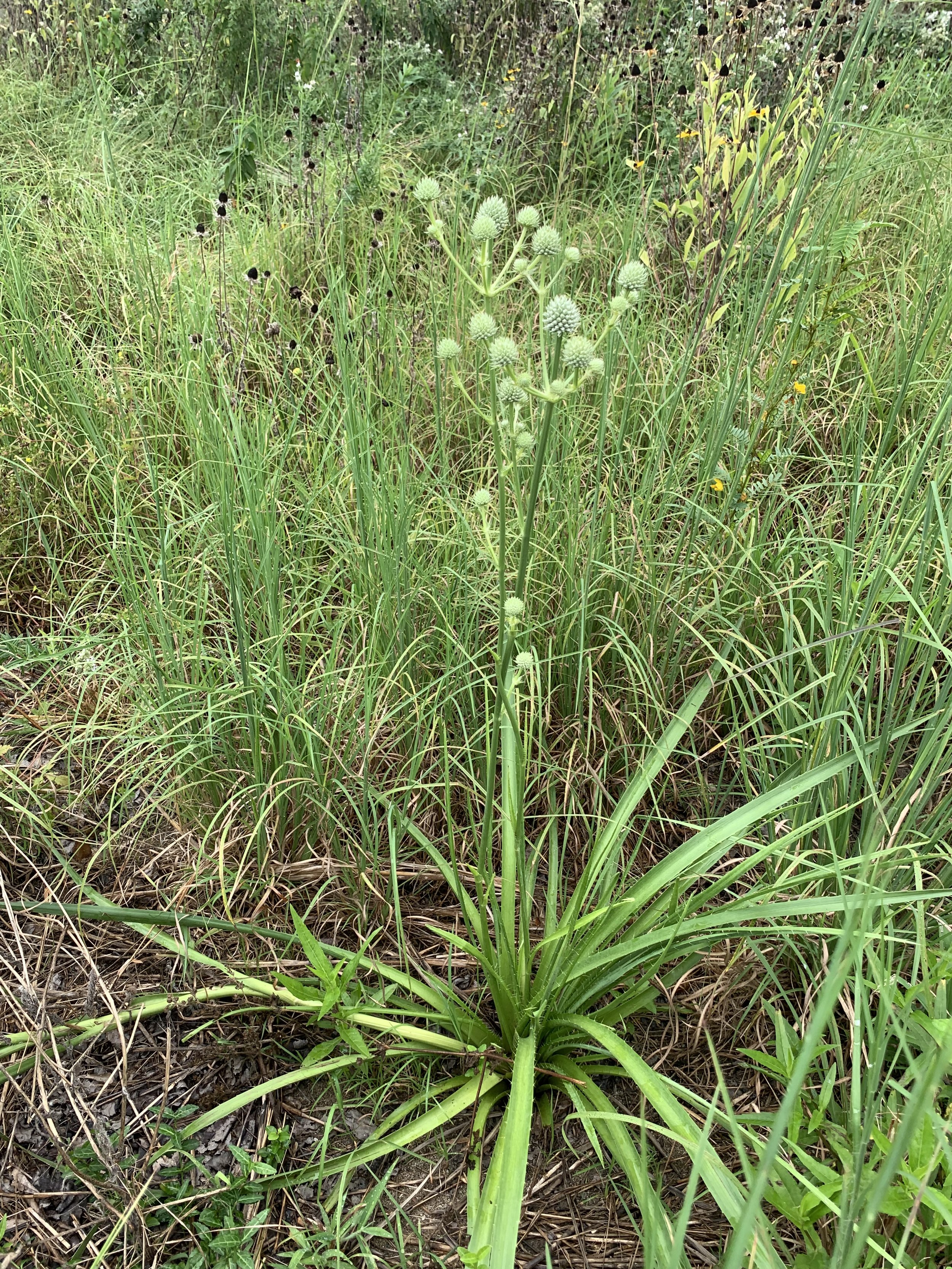 Rattle snkae master.jpg