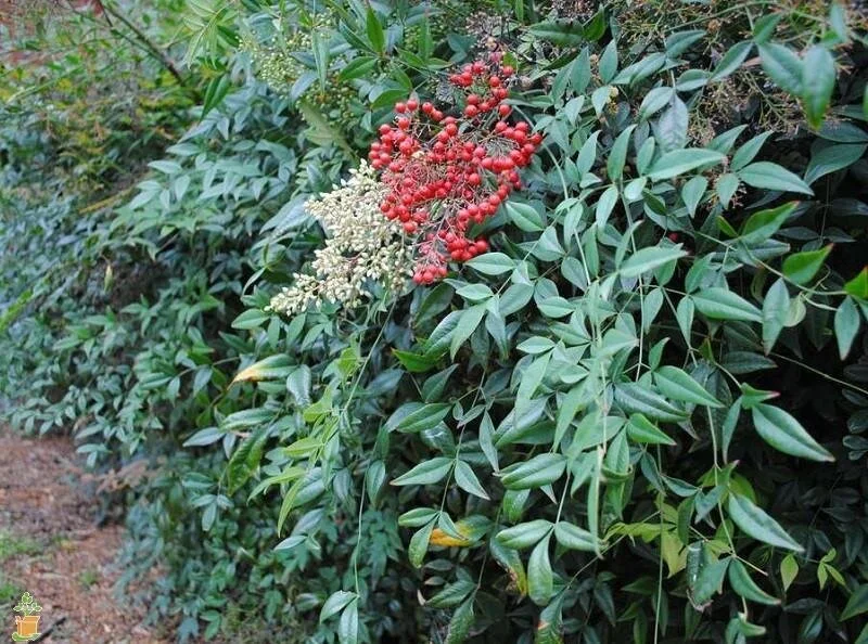 Nandina domestics also known as heavenly bamboo