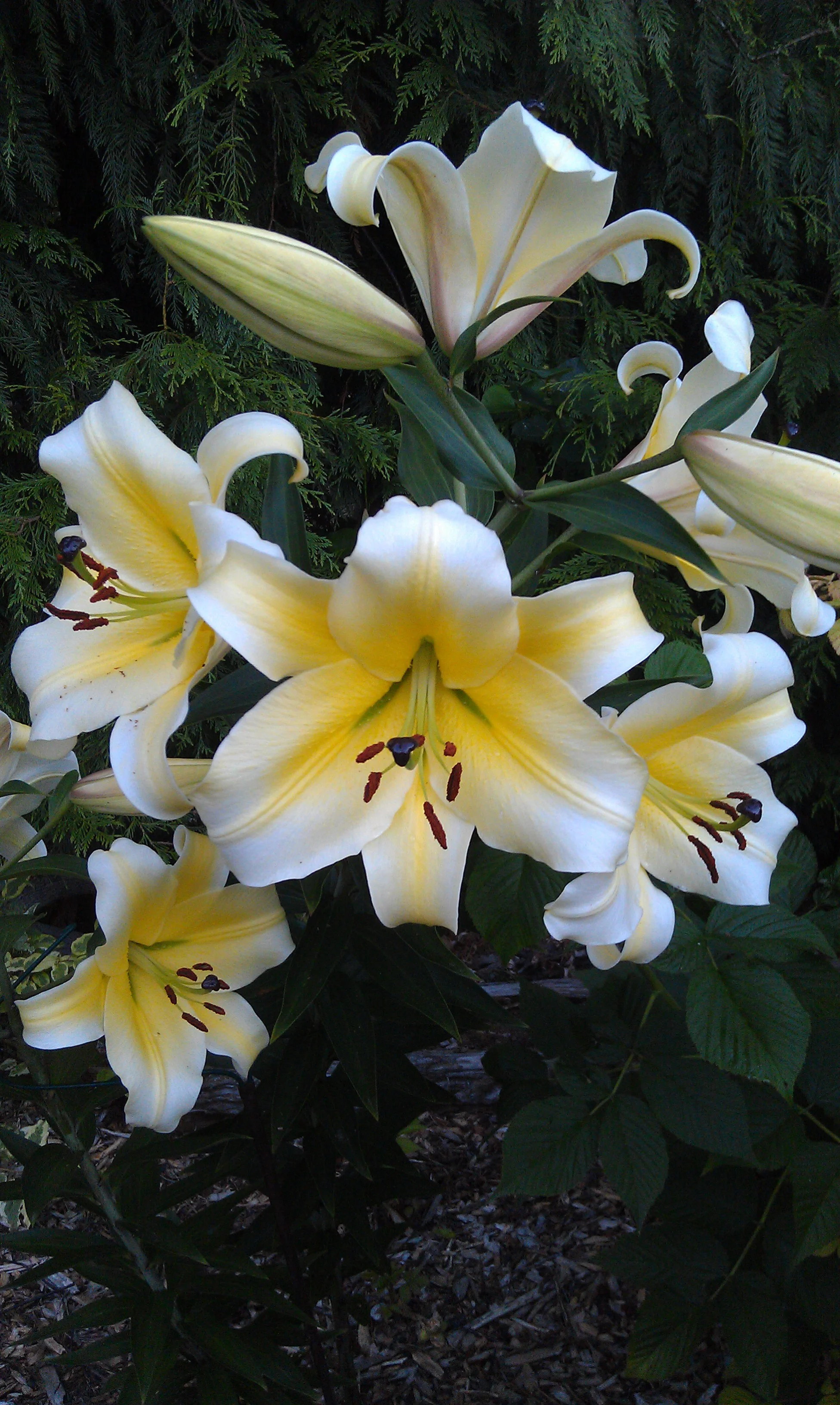 IMAG0274.jpg