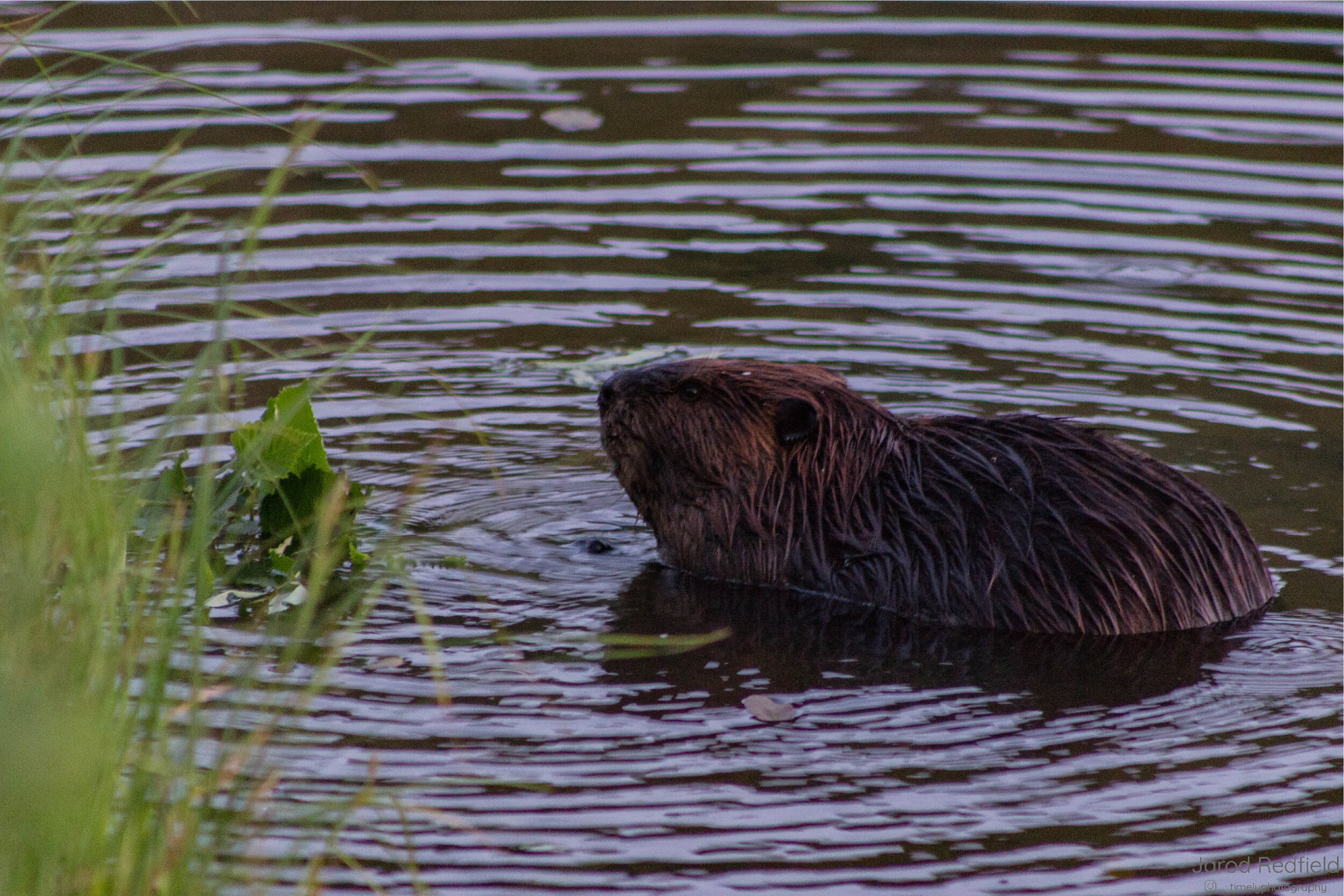 Beaver-01.jpg