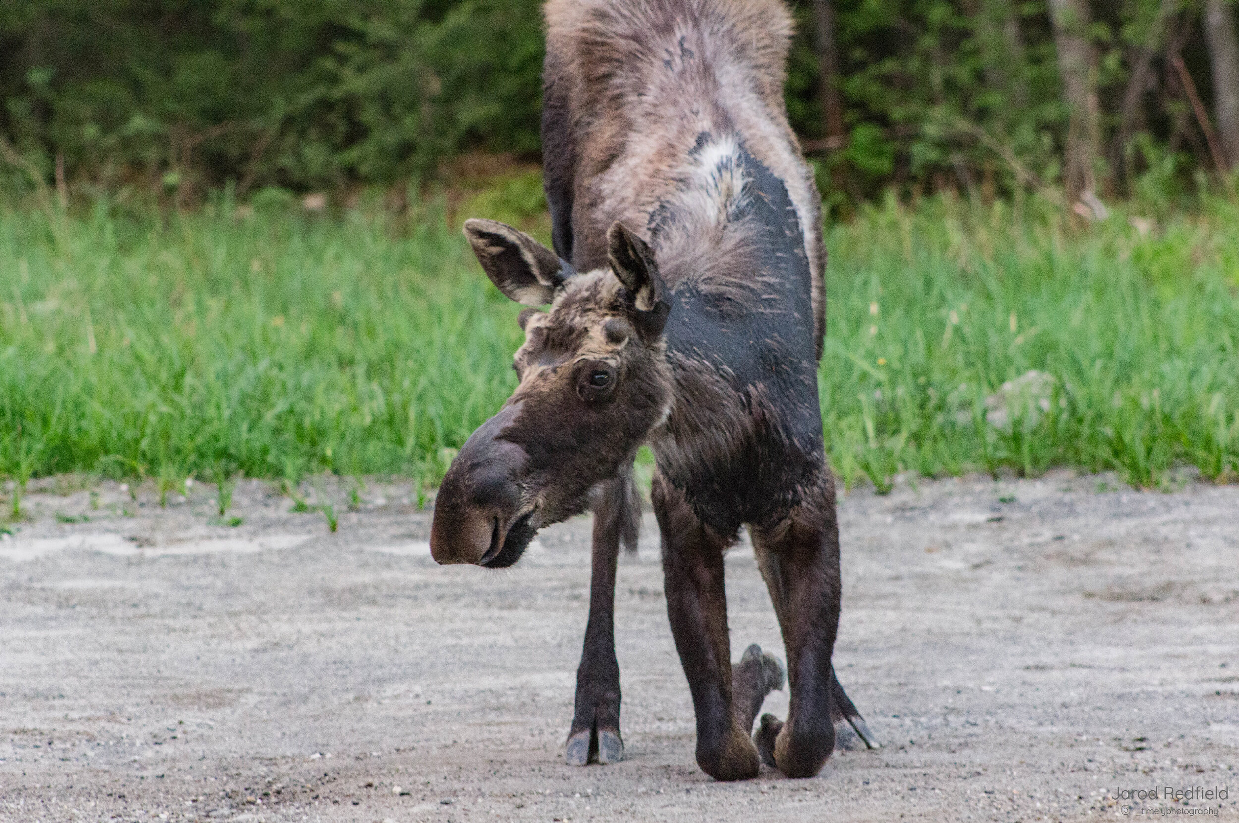 Salt Moose-01.jpg