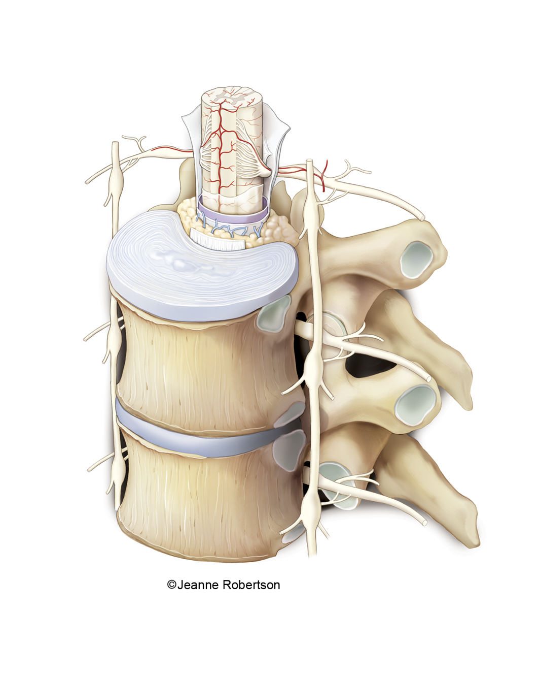 spinal cord.jpg