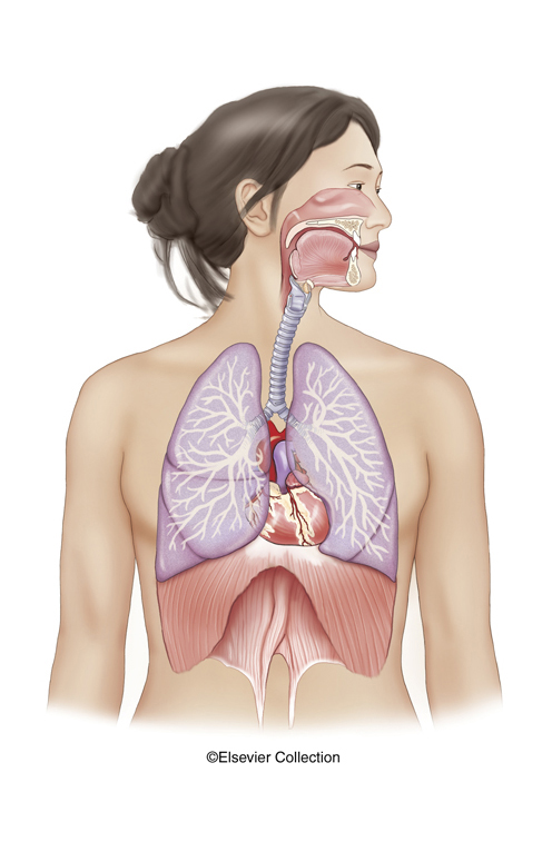 respiratory system3.jpg
