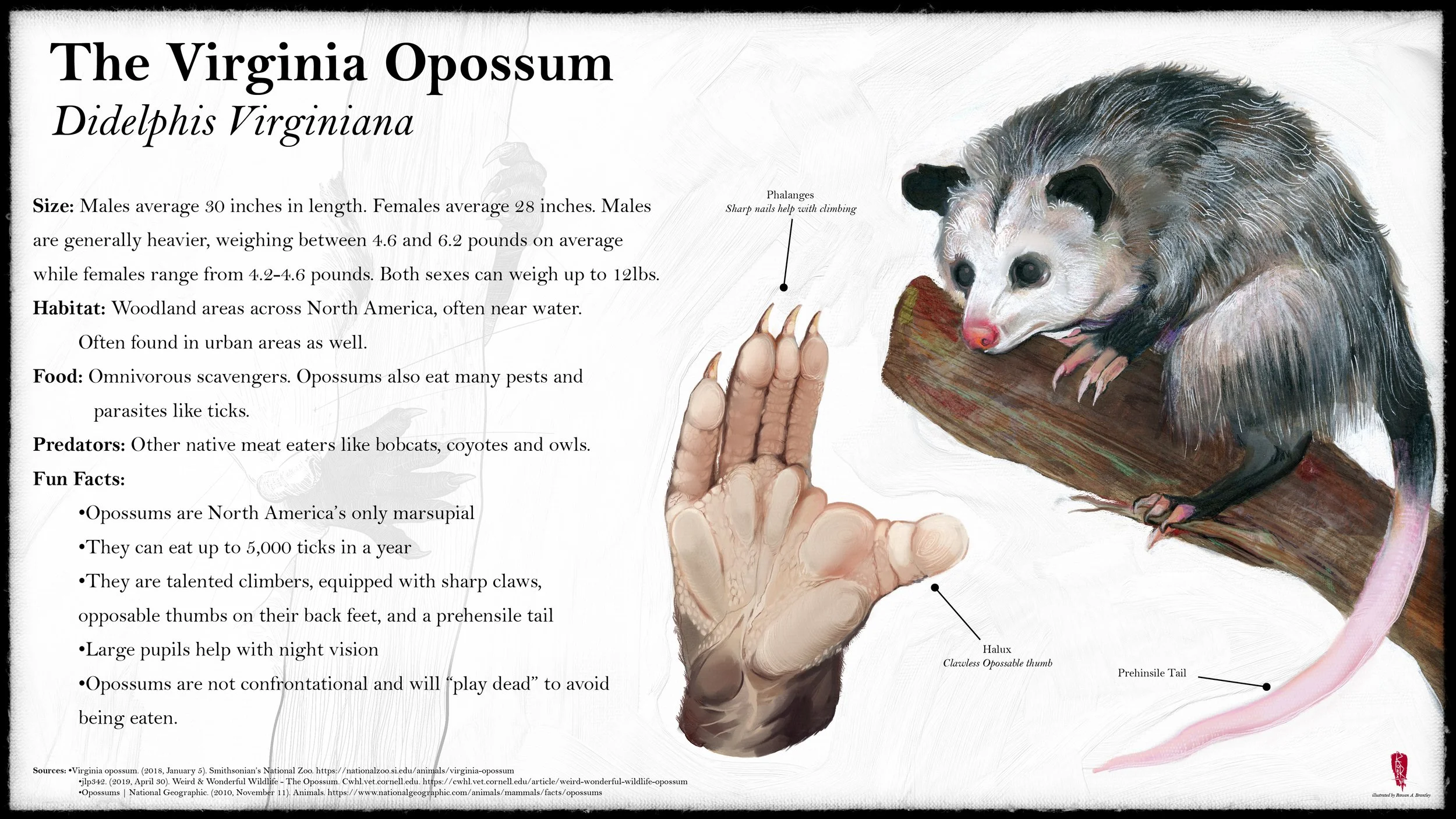 opossum educational layout-01.jpg
