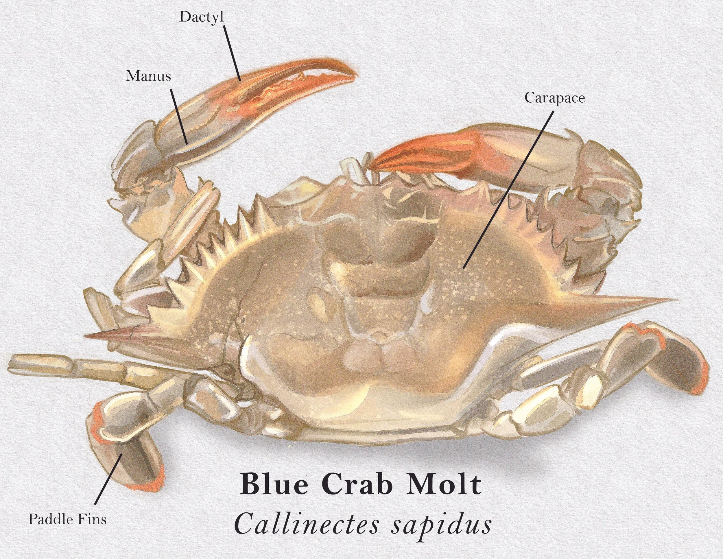 scientific illustration project 1-03.jpg