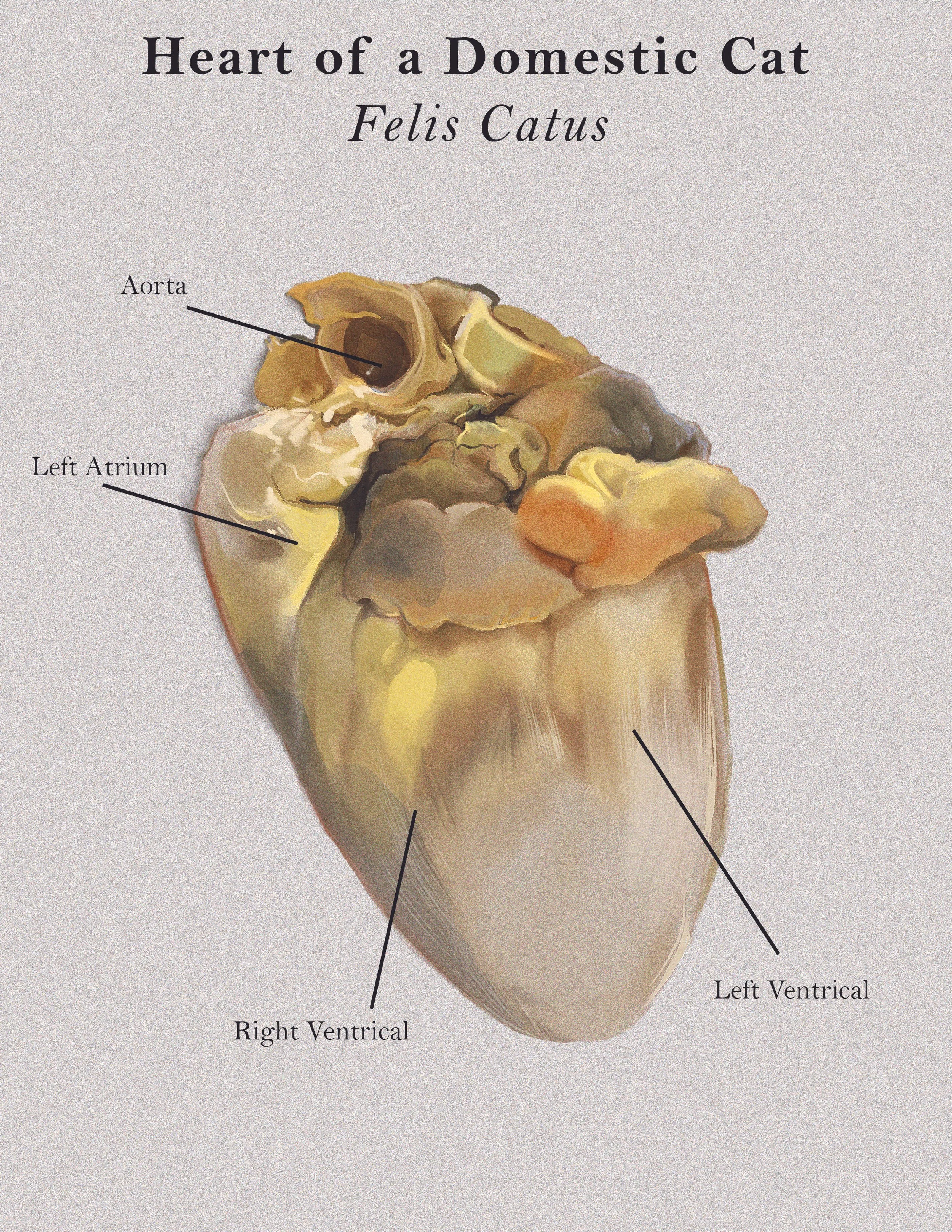 scientific illustration project 1-01.jpg