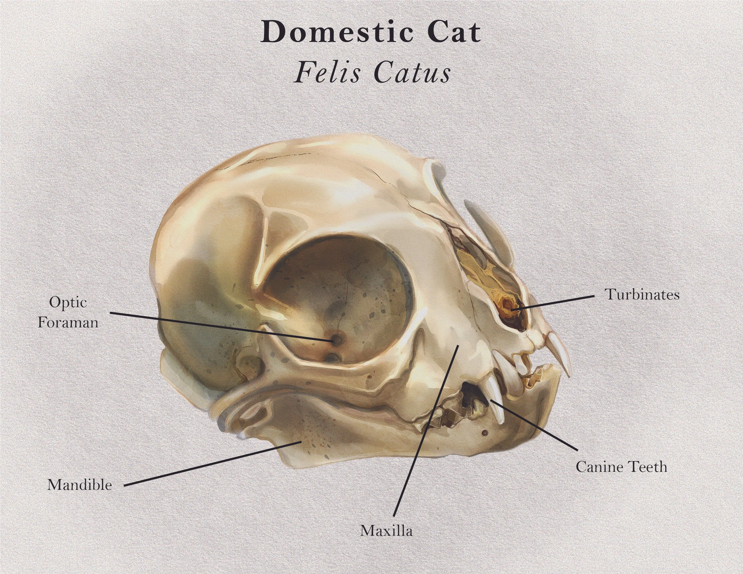 scientific illustration project 1-02.jpg