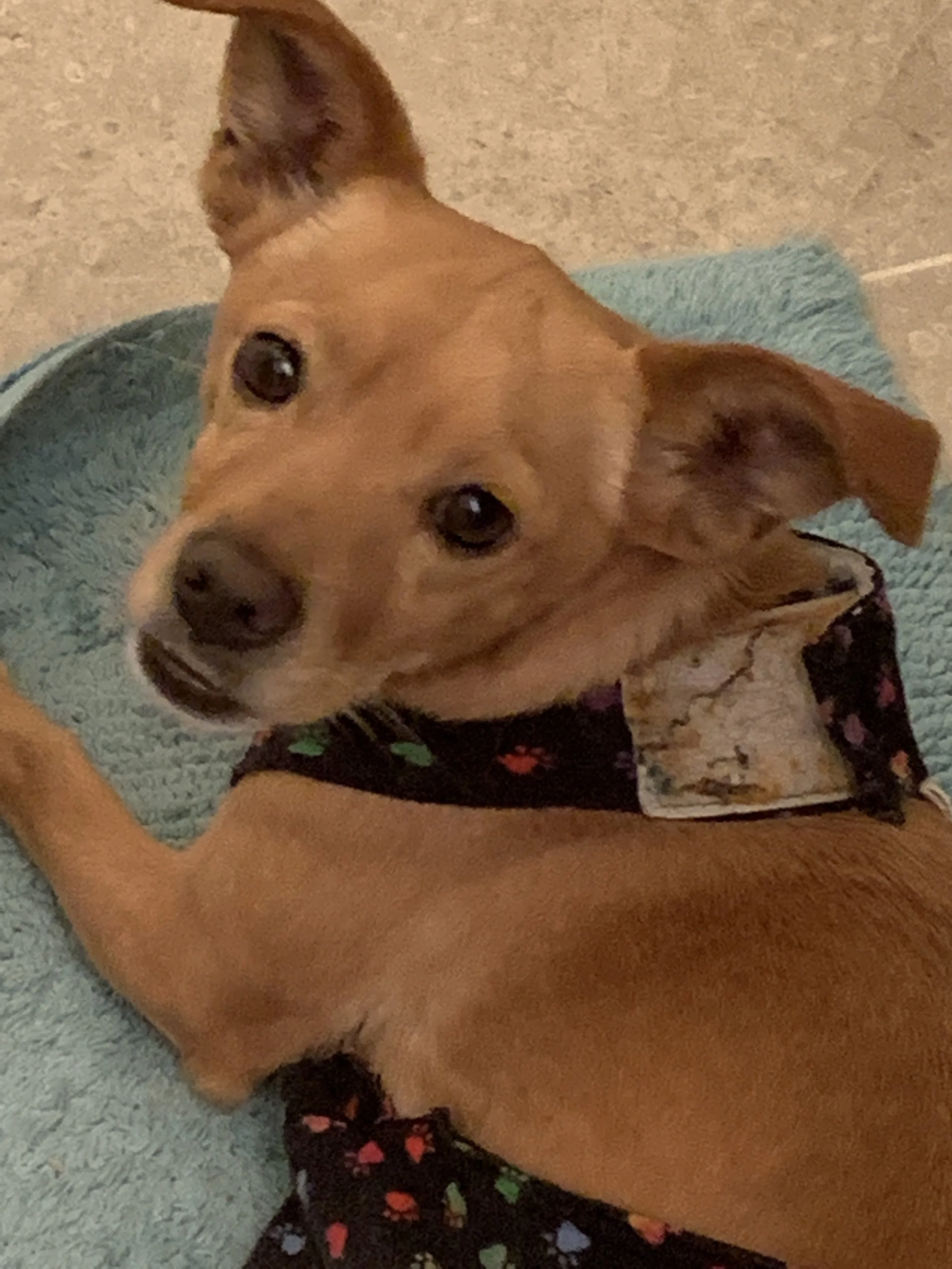 Abilities Community Article - Harold the Dog