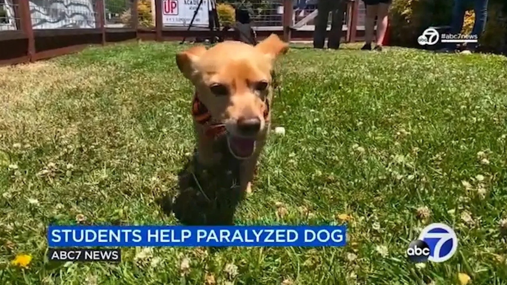 Influencing Action - Harold Project on ABC7 News