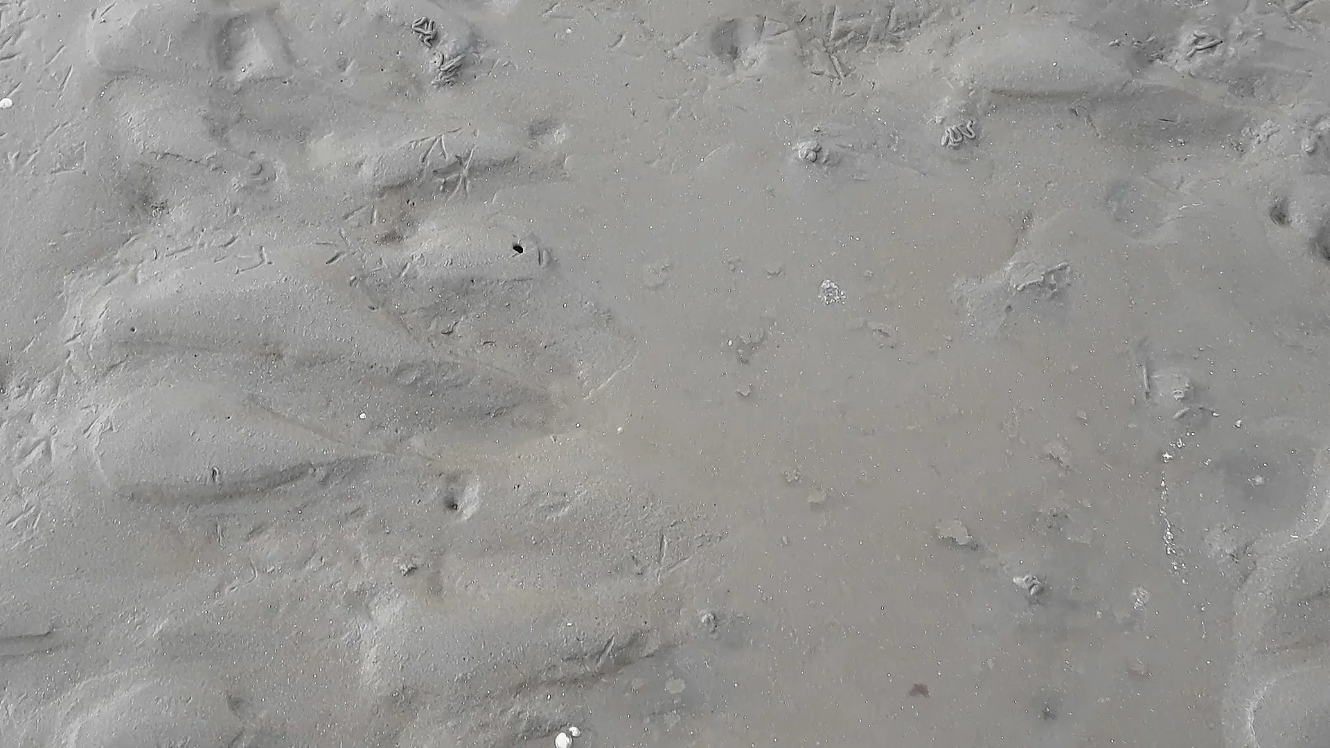 Tide
