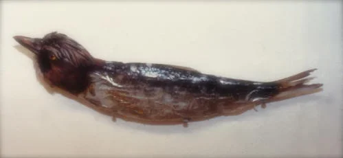 flying fish.jpg