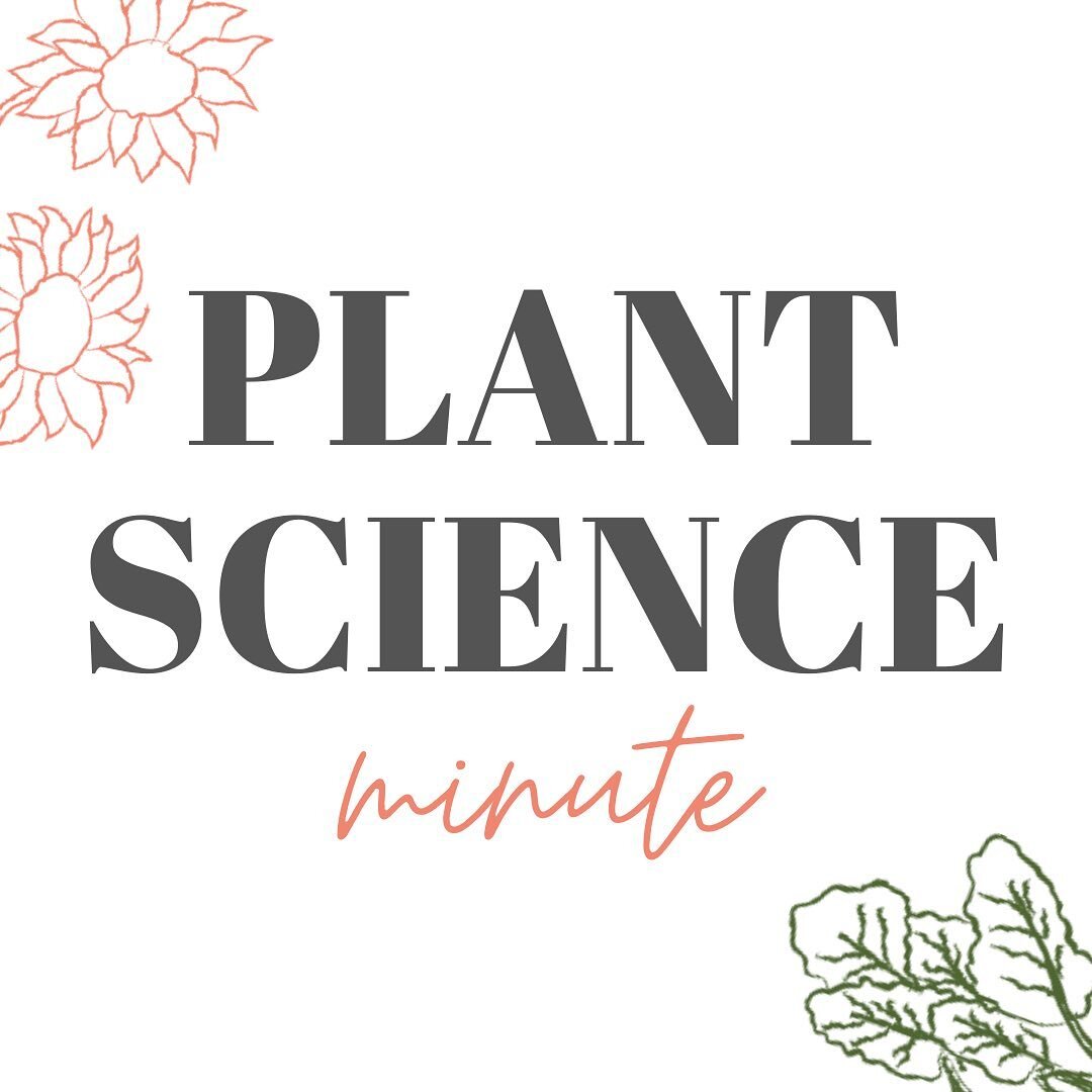 Our newest segment Plant Science Minute (or two!) digs deep into some of the processes that affect our plants 🌱 Dave geeks out and shares the science behind concepts you&rsquo;ve likely heard of but might not know the why behind. Check it out in our