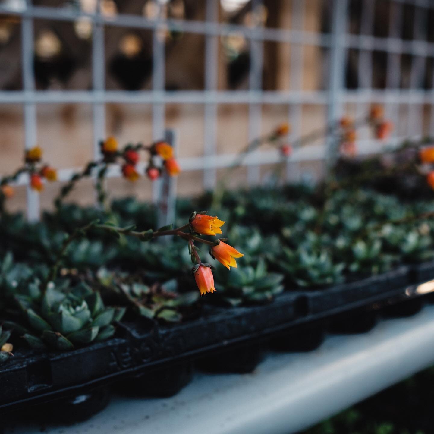 That feeling of Spring is officially here 🌿 And we know you growers are eager to stick your hands in soil. Check out these past Grow Guide episodes to help with your garden planning:

S2E86: Why Buy Certified Organic Seeds
S2E69: Succession Planting