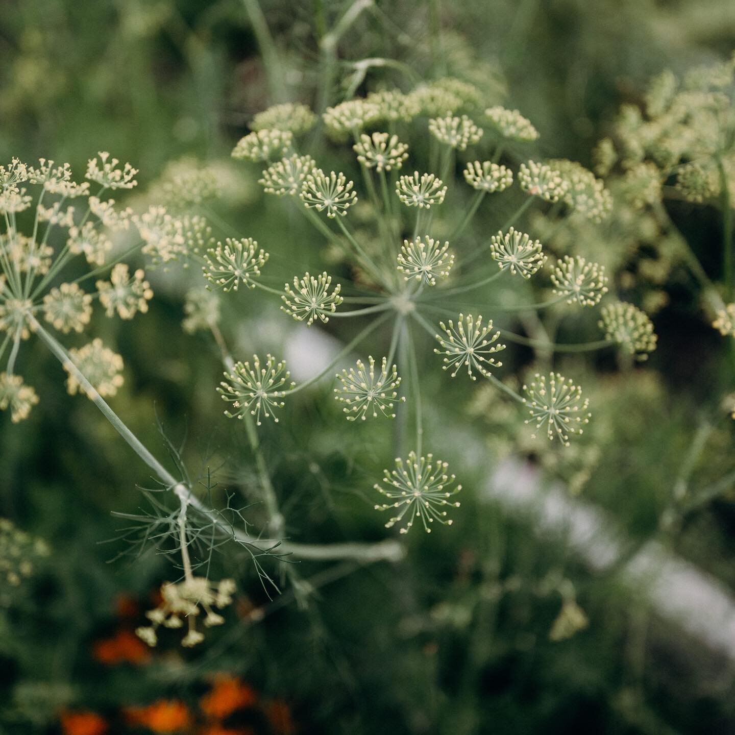 NEW - Plant Signals: What Your Flowering Edible Plants Are Telling You 🌸🌼

Dave and Maggie are back together for this episode and had a blast catching each other up on their own gardens. Tune in to hear the co-hosts break down a range of flowering 