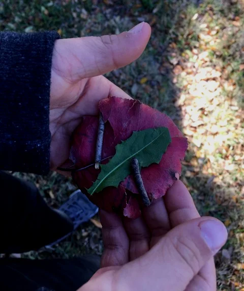 hand+holding+leaves.jpg
