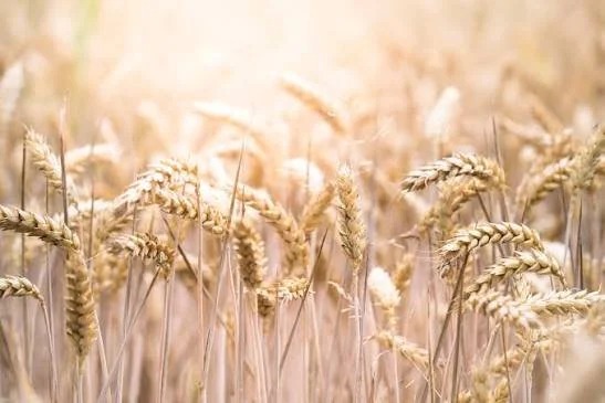 Lughnasadh Celebration