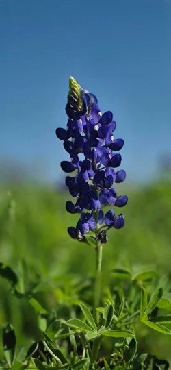 A violet bluebonnet in a green field before a blue sky