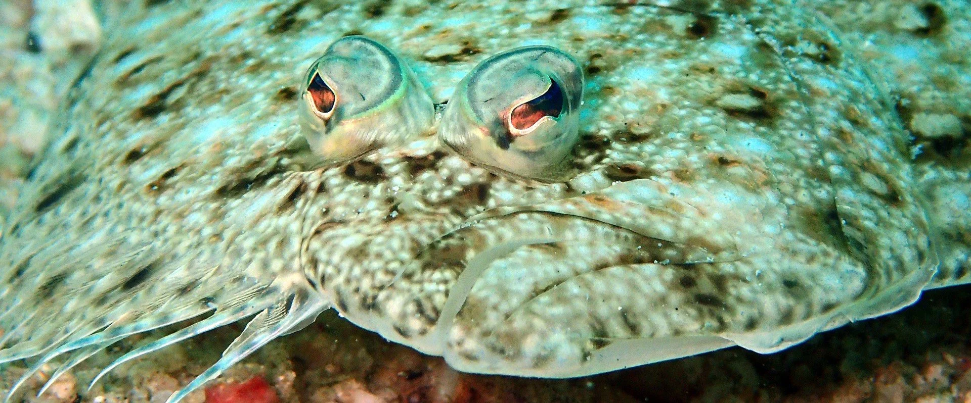 Flounder Fish Eyes
