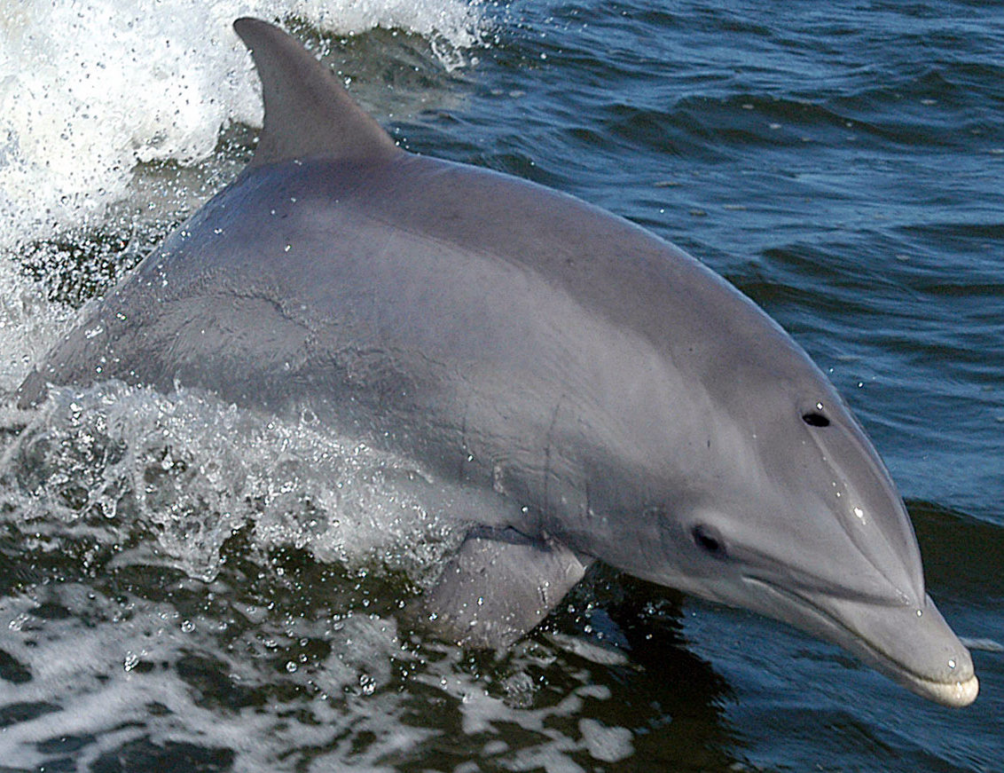 Bottlenose_Dolphin_KSC04pd0178_cropped.jpg