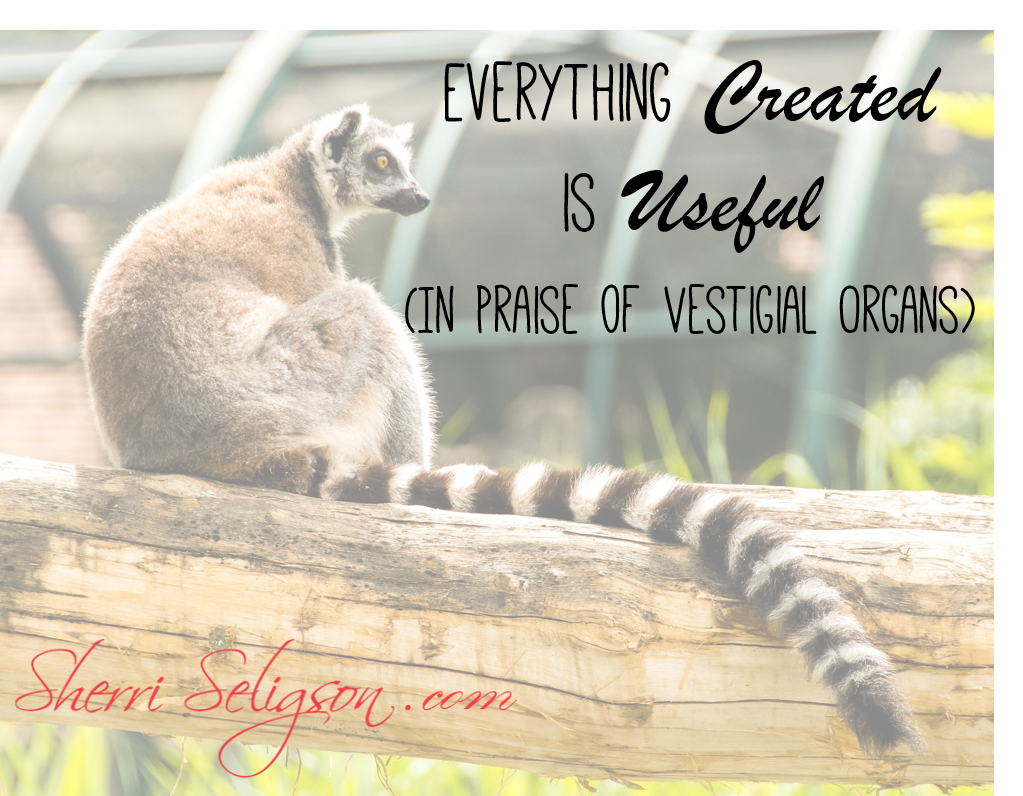 Everything Created is Useful (In Praise of Vestigial Organs) — Sherri  Seligson