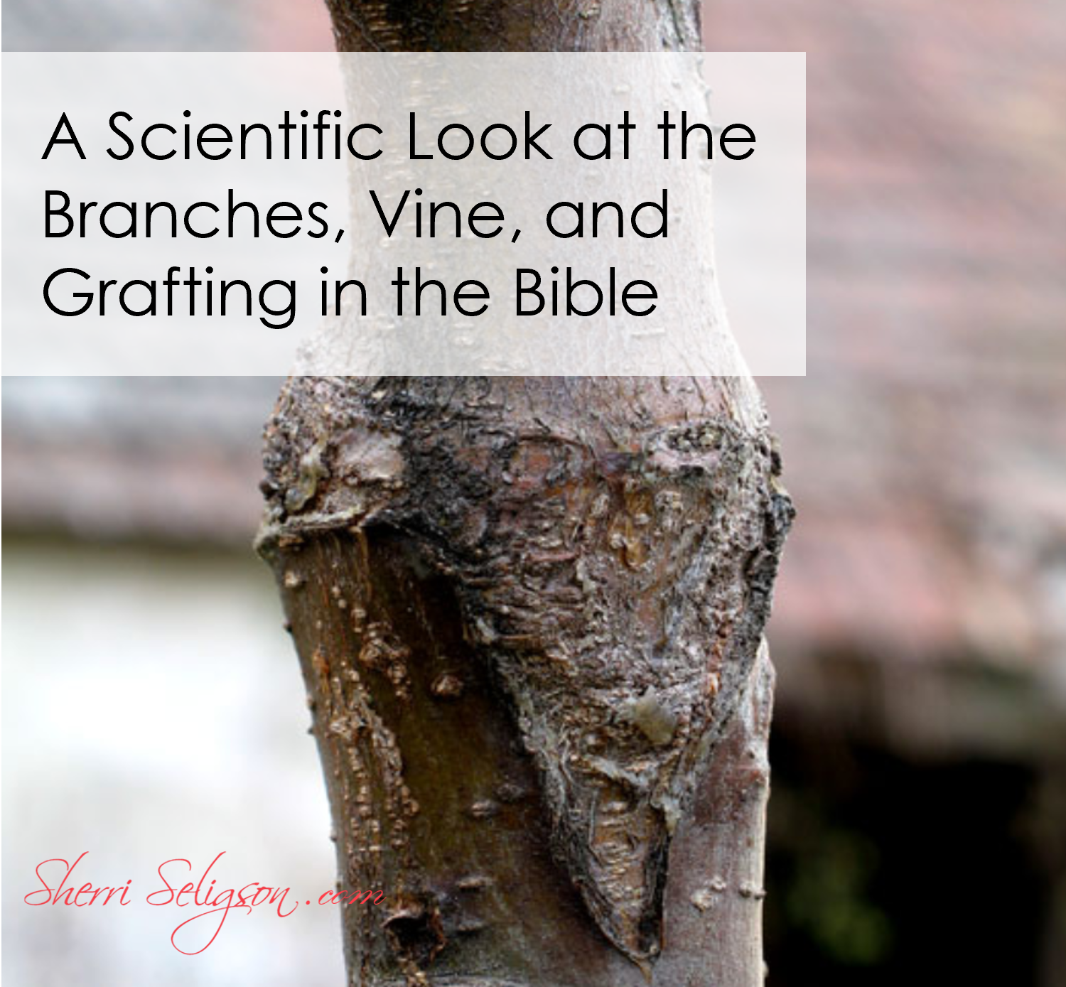 A Scientific Look at the Branches, Vine, and Grafting in the Bible