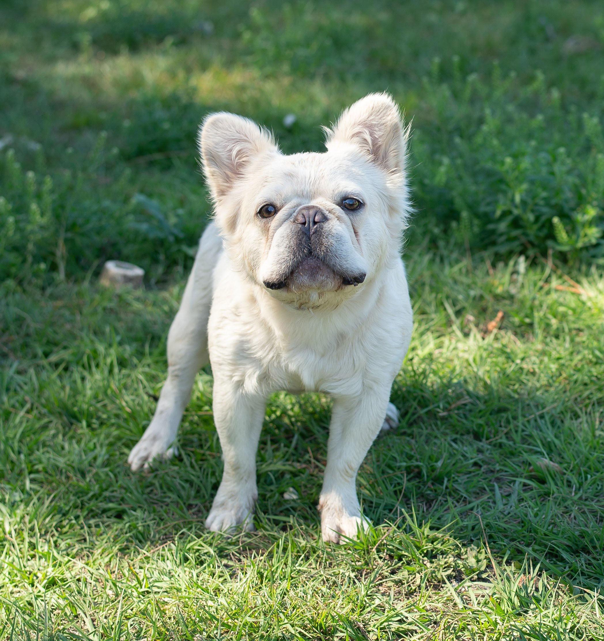 French Bulldog Sire/Stud — TOP PAW FRENCHIES